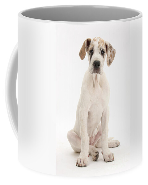 Nature Coffee Mug featuring the photograph Great Dane Pup #1 by Mark Taylor