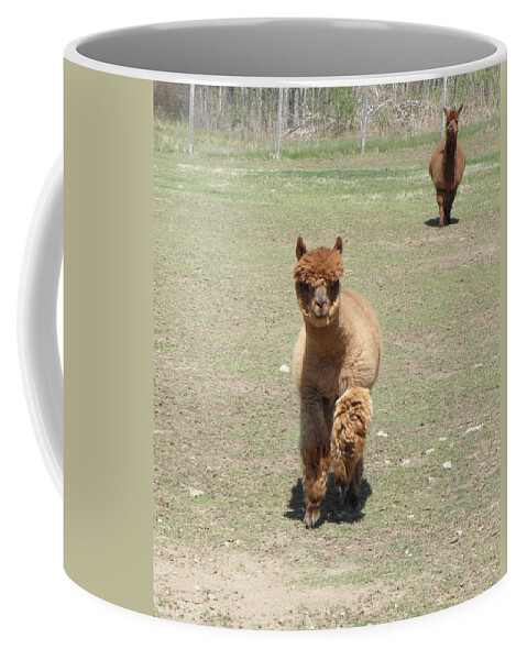 Alpaca Coffee Mug featuring the photograph Here we come #1 by Kim Galluzzo