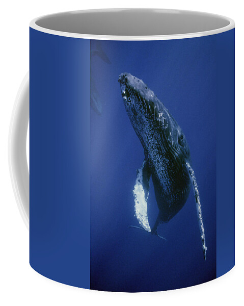 00129865 Coffee Mug featuring the photograph Humpback Whale Singer Maui Hawaii #1 by Flip Nicklin