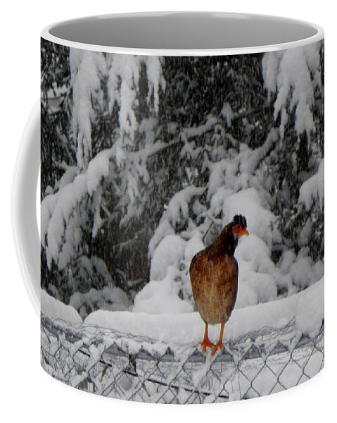 Wild Coffee Mug featuring the photograph I see you looking at me by Kim Galluzzo