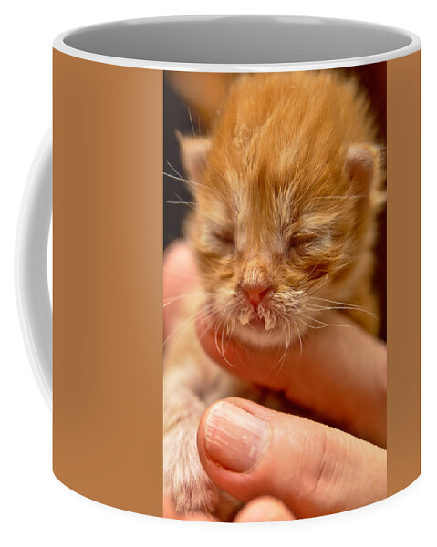 Animal Coffee Mug featuring the photograph Kitty #1 by Michael Goyberg