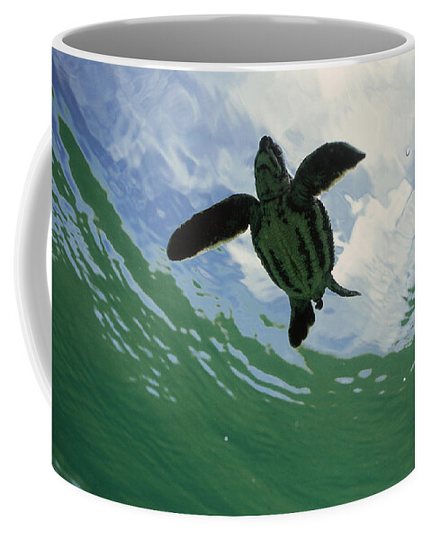 Mp Coffee Mug featuring the photograph Leatherback Sea Turtle Dermochelys #1 by Mike Parry