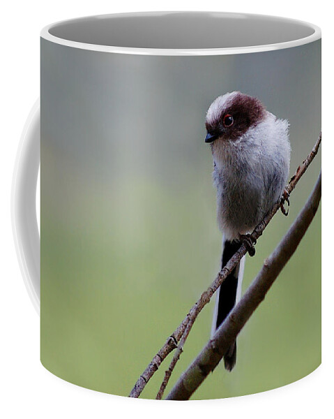Long Tailed Tits Coffee Mug featuring the photograph Long tailed tit #1 by Gavin Macrae