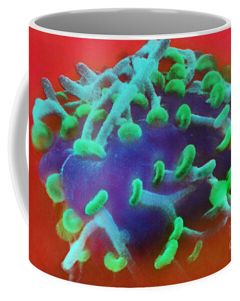 Neurone Coffee Mug featuring the photograph Nerve Synapses In Aplysia, Sem #1 by Omikron