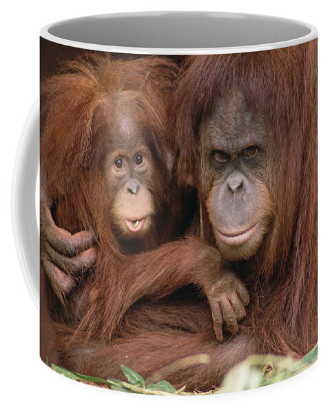 Mp Coffee Mug featuring the photograph Orangutan Pongo Pygmaeus Mother #1 by Gerry Ellis