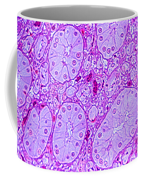 Light Microscopy Coffee Mug featuring the photograph Primate Kidney #1 by M. I. Walker