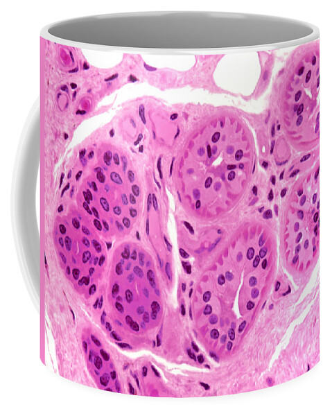 Light Microscopy Coffee Mug featuring the photograph Primate Sweat Gland #1 by M. I. Walker