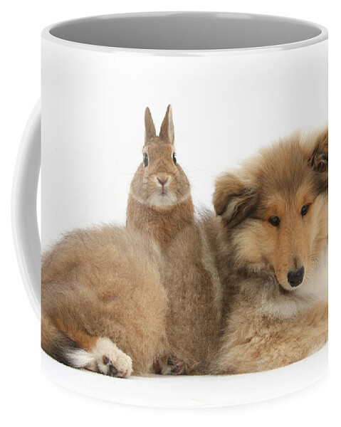 Nature Coffee Mug featuring the photograph Rough Collie Pup With Rabbit #1 by Mark Taylor