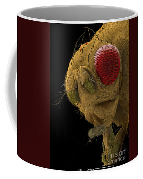 Fruit Fly Coffee Mug featuring the photograph Sem Of A Mutant Fruit Fly #1 by Ted Kinsman