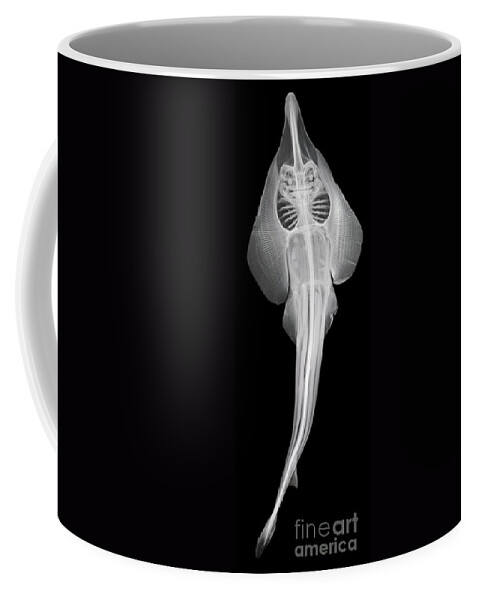 Xray Coffee Mug featuring the photograph Shovelnosed Ray #1 by Ted Kinsman