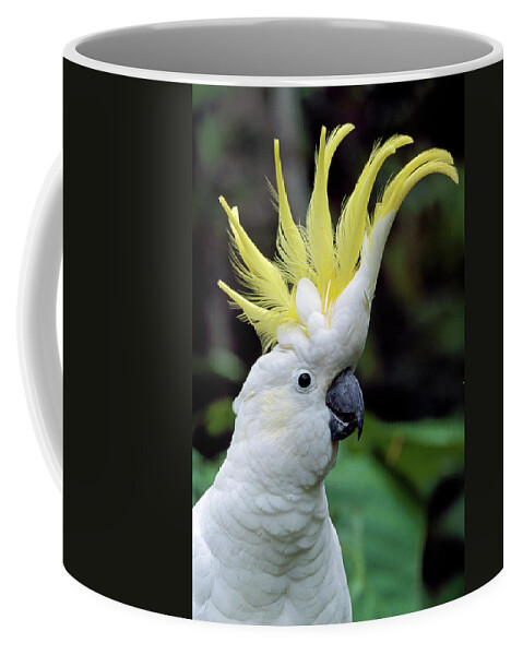 00785496 Coffee Mug featuring the photograph Sulphur-crested Cockatoo Cacatua by Thomas Marent