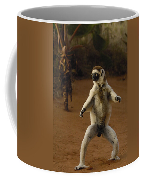 Mp Coffee Mug featuring the photograph Verreauxs Sifaka Propithecus Verreauxi #1 by Pete Oxford