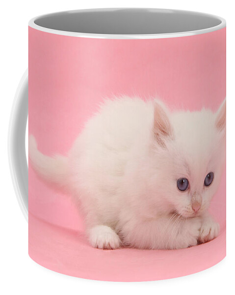 Animal Coffee Mug featuring the photograph White Kitten #1 by Mark Taylor