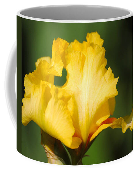 Beautiful Iris Coffee Mug featuring the photograph Yellow and White Iris by Jai Johnson