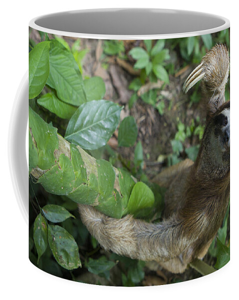 Mp Coffee Mug featuring the photograph Brown-throated Three-toed Sloth by Suzi Eszterhas