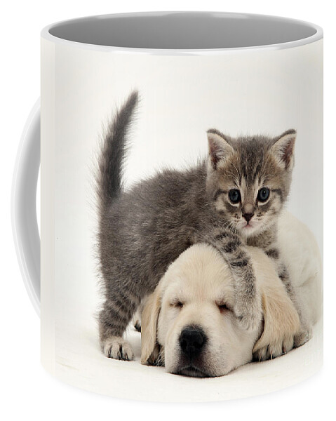 Animal Coffee Mug featuring the photograph Puppy And Kitten #7 by Jane Burton