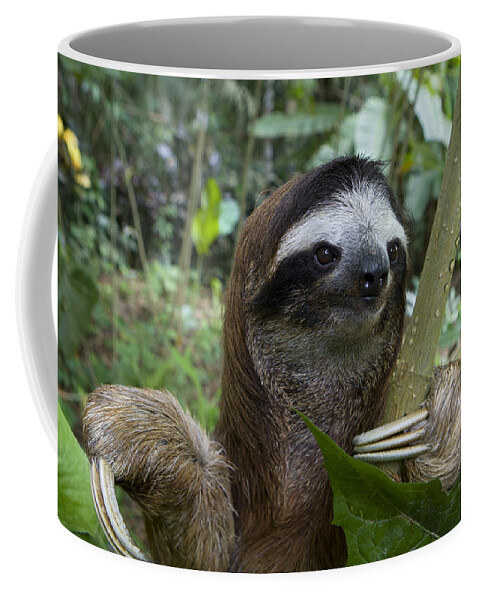 00456356 Coffee Mug featuring the photograph Brown-throated Three-toed Sloth #13 by Suzi Eszterhas