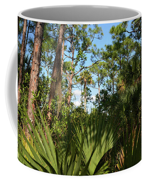  Coffee Mug featuring the photograph 11- Everglades Forest by Joseph Keane