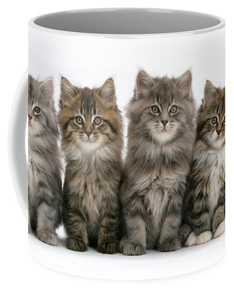 Animal Coffee Mug featuring the photograph Maine Coon Kittens #14 by Mark Taylor