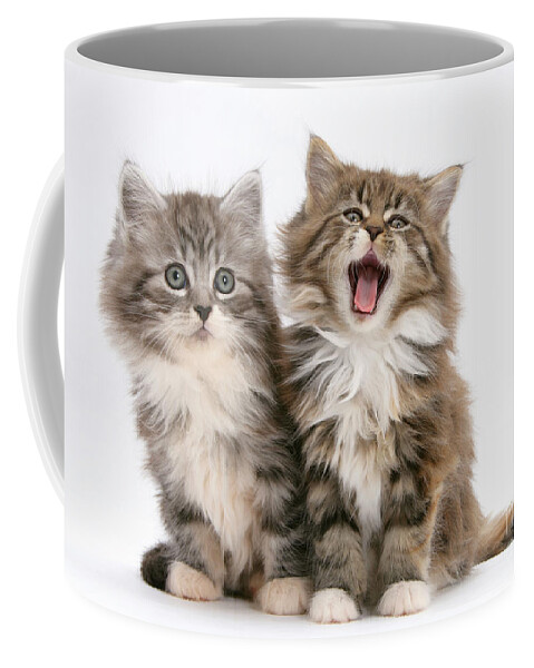 Animal Coffee Mug featuring the photograph Maine Coon Kittens #16 by Mark Taylor
