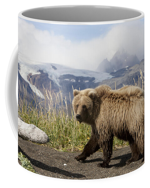 Mp Coffee Mug featuring the photograph Grizzly Bear Ursus Arctos Horribilis #19 by Matthias Breiter