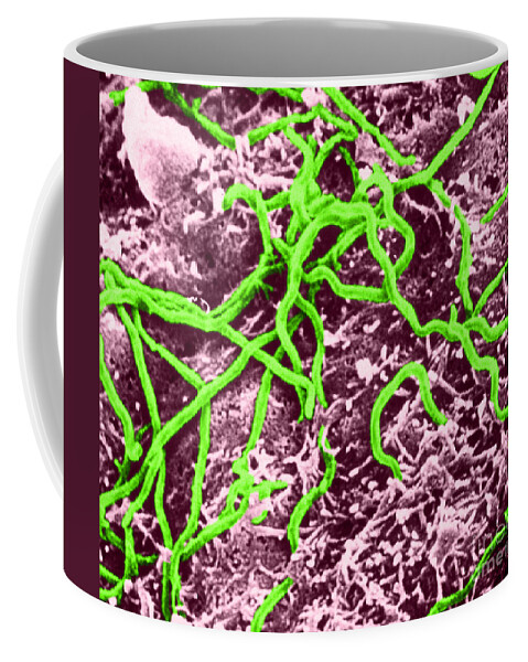 Micrograph Coffee Mug featuring the photograph Borrelia Burgdorferi #2 by Science Source