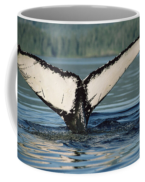 Mp Coffee Mug featuring the photograph Humpback Whale Megaptera Novaeangliae #2 by Flip Nicklin