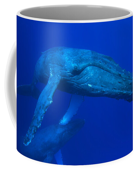 00999207 Coffee Mug featuring the photograph Humpback Whale Underwater Hawaii #2 by Flip Nicklin