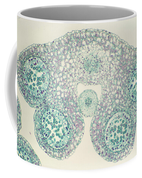 Science Coffee Mug featuring the photograph Lily Anther Lm #2 by M. I. Walker