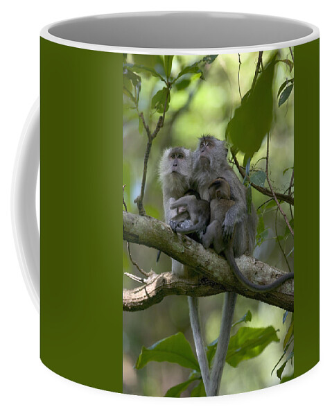 Mp Coffee Mug featuring the photograph Long-tailed Macaque Macaca Fascicularis #2 by Cyril Ruoso