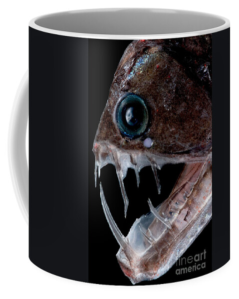 Chauliodus Sloani Coffee Mug featuring the photograph Sloanes Viperfish #2 by Dant Fenolio