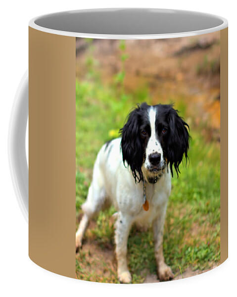 Springer Spaniel Coffee Mug featuring the photograph Lady the Spaniel by Marlo Horne