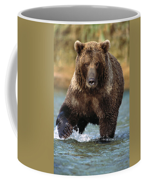 00600804 Coffee Mug featuring the photograph Grizzly Bear Ursus Arctos Horribilis #2 by Matthias Breiter