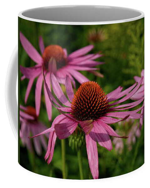 Jouko Lehto Coffee Mug featuring the photograph Eastern purple coneflower #3 by Jouko Lehto