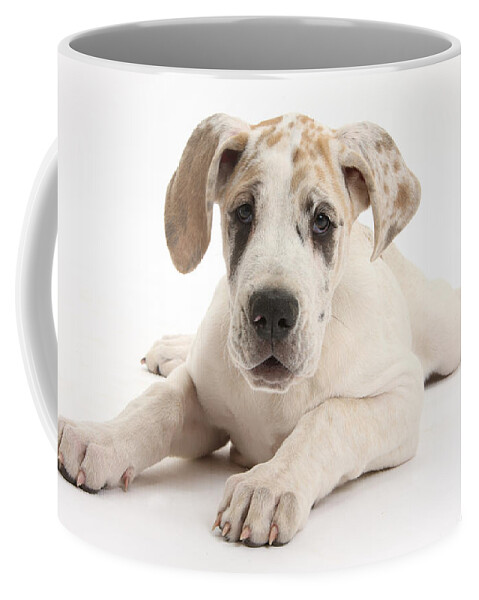 Nature Coffee Mug featuring the photograph Great Dane Pup #3 by Mark Taylor