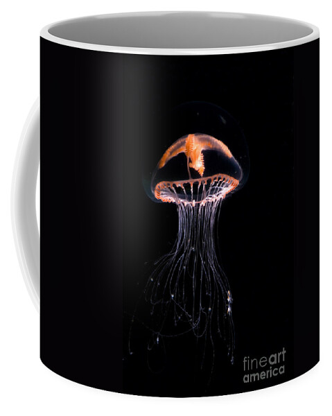 Ptychogena Coffee Mug featuring the photograph Jellyfish #3 by Dante Fenolio