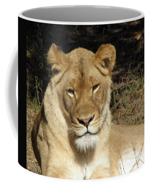 Lioness Coffee Mug featuring the photograph Lioness by Kim Galluzzo Wozniak
