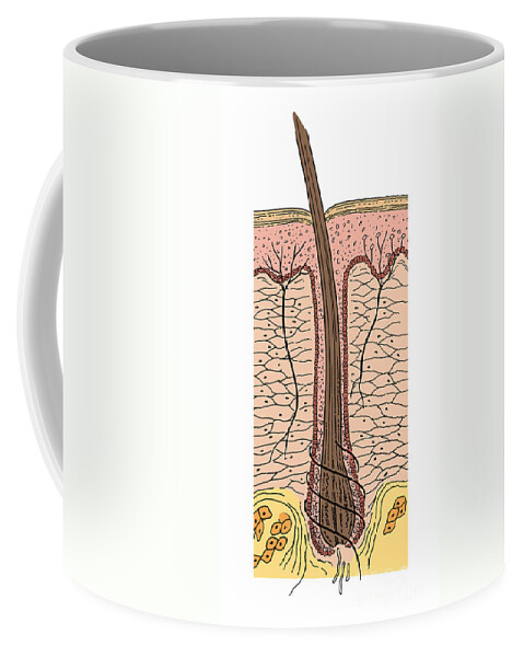 Science Coffee Mug featuring the photograph Skin Anatomy #3 by Science Source