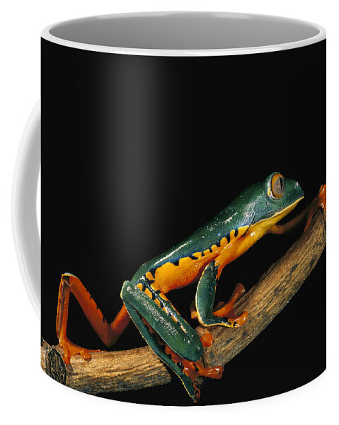 Mp Coffee Mug featuring the photograph Splendid Leaf Frog Agalychnis #3 by Pete Oxford