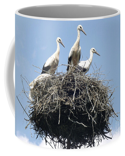 Storks In Nest Coffee Mug featuring the photograph 3 Storks In The Nest. Lithuania by Ausra Huntington nee Paulauskaite