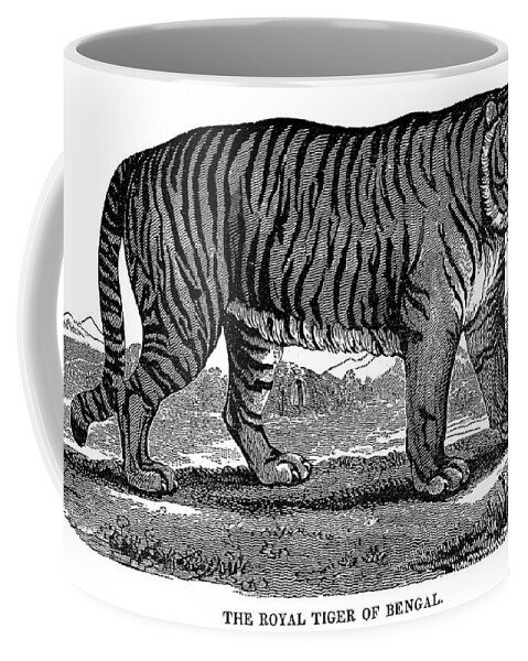 19th Century Coffee Mug featuring the photograph Tiger #3 by Granger