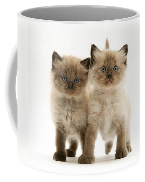Animal Coffee Mug featuring the photograph Kittens #39 by Jane Burton