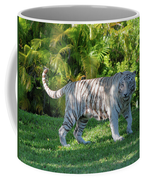 White Bengal Tiger Wildlife Coffee Mug featuring the photograph 35- White Bengal Tiger by Joseph Keane