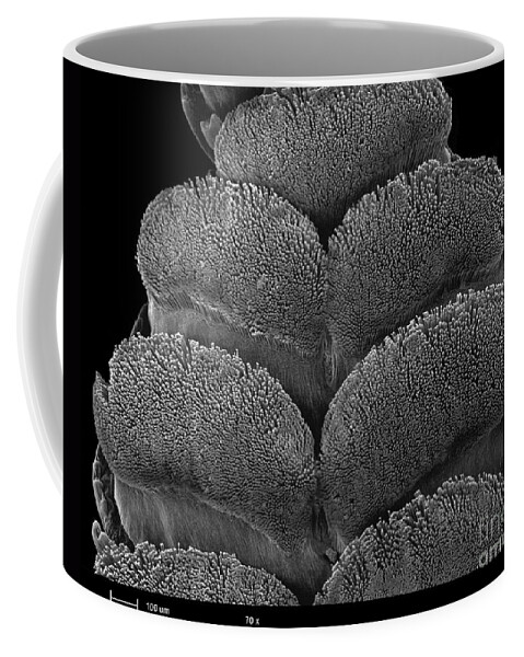 Animal Coffee Mug featuring the photograph Gecko Foot Pads #4 by Ted Kinsman