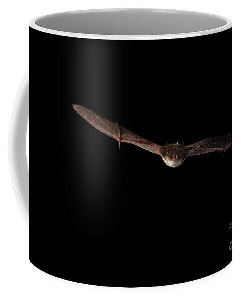 Fauna Coffee Mug featuring the photograph Little Brown Bat #4 by Ted Kinsman