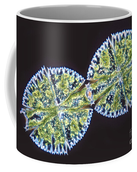 Light Microscopy Coffee Mug featuring the photograph Micrasterias Denticulata #4 by M. I. Walker