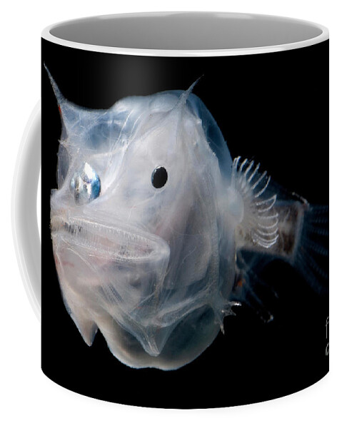 Anglerfish Coffee Mug featuring the photograph Phantom Anglerfish #2 by Dante Fenolio