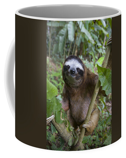 Mp Coffee Mug featuring the photograph Brown-throated Three-toed Sloth #7 by Suzi Eszterhas