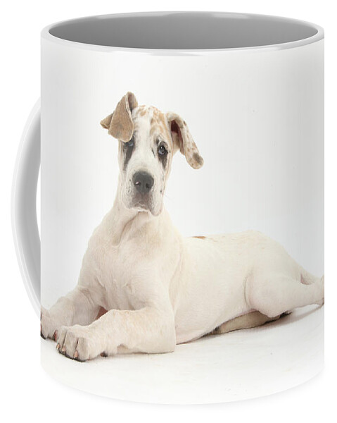 Nature Coffee Mug featuring the photograph Great Dane Pup #7 by Mark Taylor