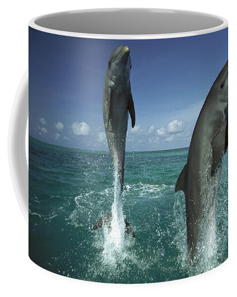 Mp Coffee Mug featuring the photograph Bottlenose Dolphin Tursiops Truncatus #8 by Konrad Wothe